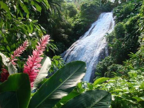 zahrady Shaw Park nad Ocho Rios - květ zázvoru a vodopád. Jamajka